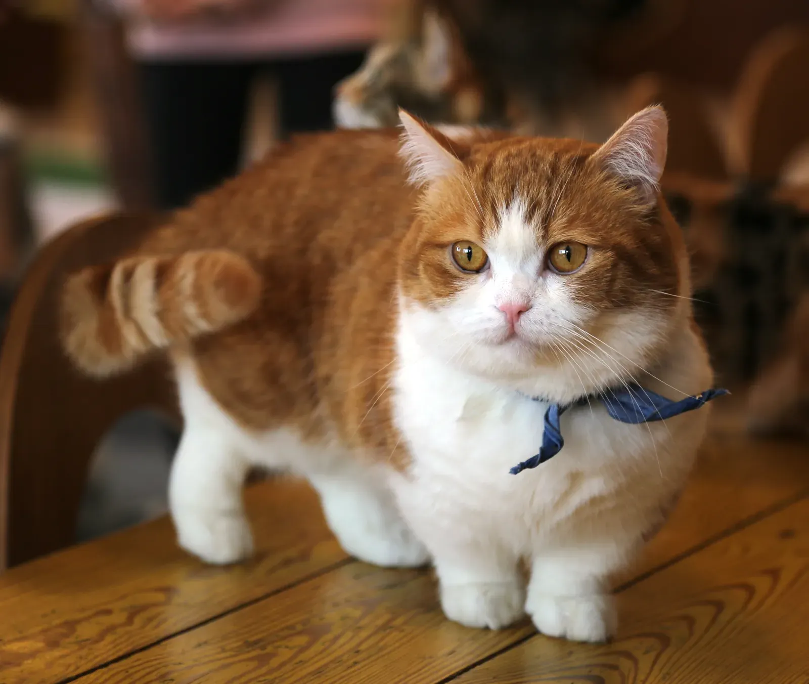#5 - Munchkin: The Short-Legged Cat With an Endless Bag of Tricks (By Tasy Hong, CC0)