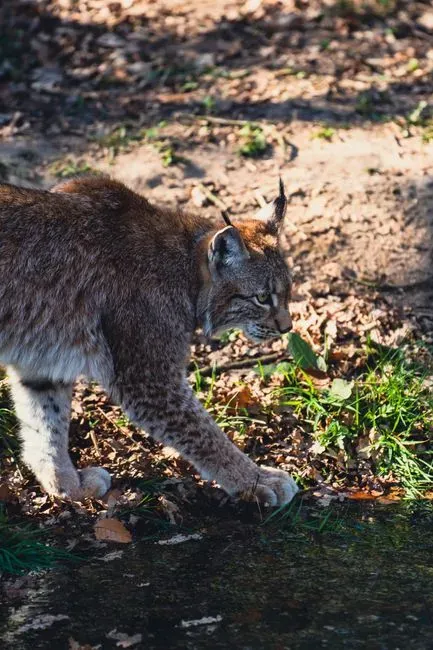 #4 A Direct Comparison With the Bobcat Shows the Gap (Image Credits: Pexels)