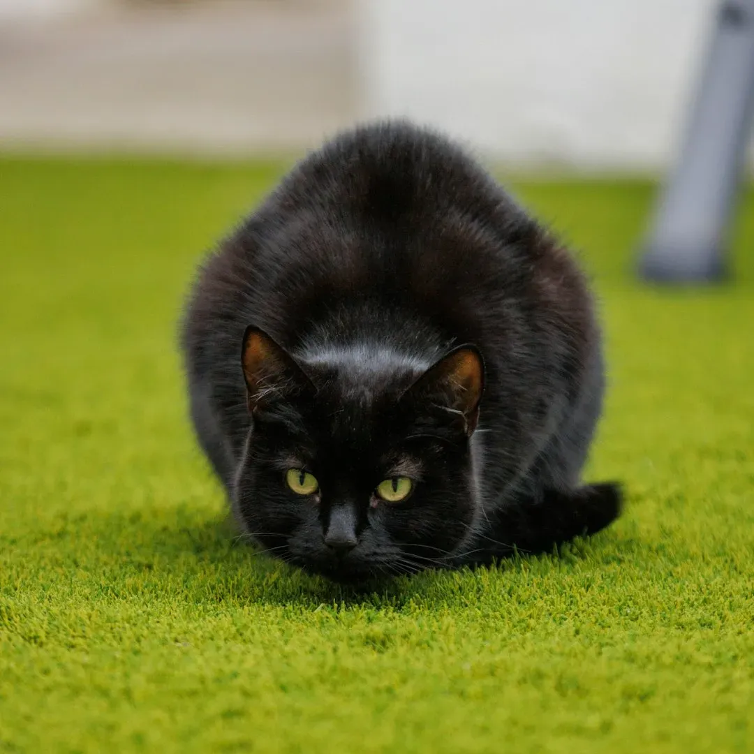 The Science Behind the Pre-Pounce Wiggle (Image Credits: Unsplash)