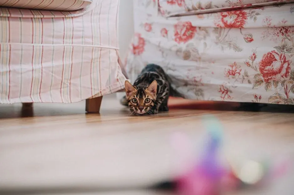 How You Can Try Simple Home “Experiments” With Your Cat (Image Credits: Pexels)