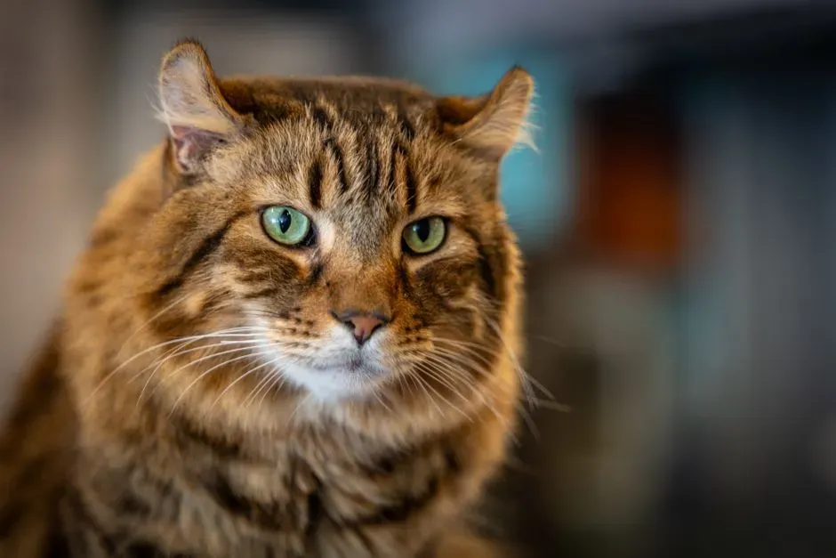 #6 - The Highlander: Curled Ears Meet a Bobbed Tail (Image Credits: Pexels)