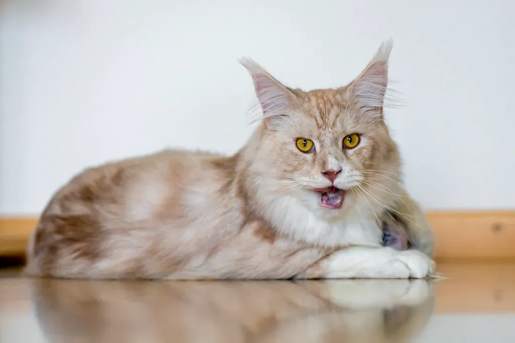 Maine Coon: The Gentle Giant With Space Issues (Image Credits: Flickr)