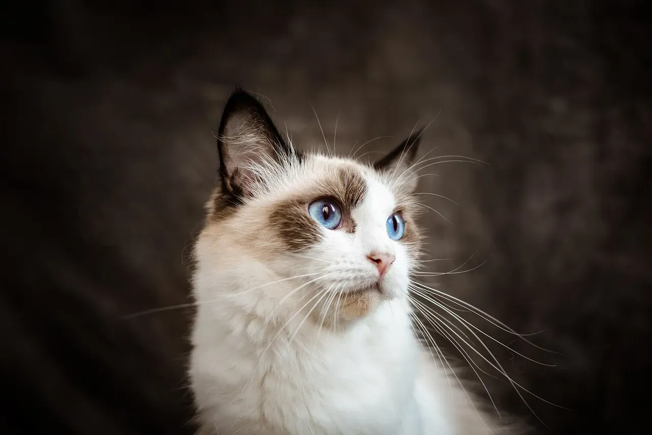 #8 - Ragdolls: Heart Disease Risks That Surface Too Late (Image Credits: Pixabay)