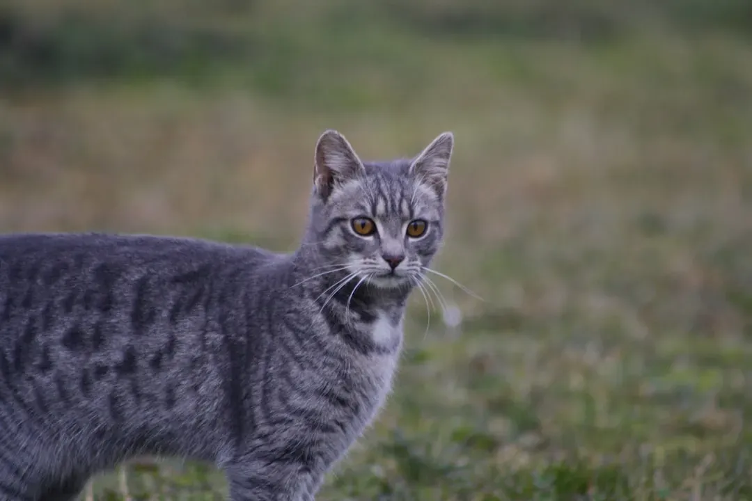 2. They Conduct a Full Investigation of Every New Object (Image Credits: Unsplash)