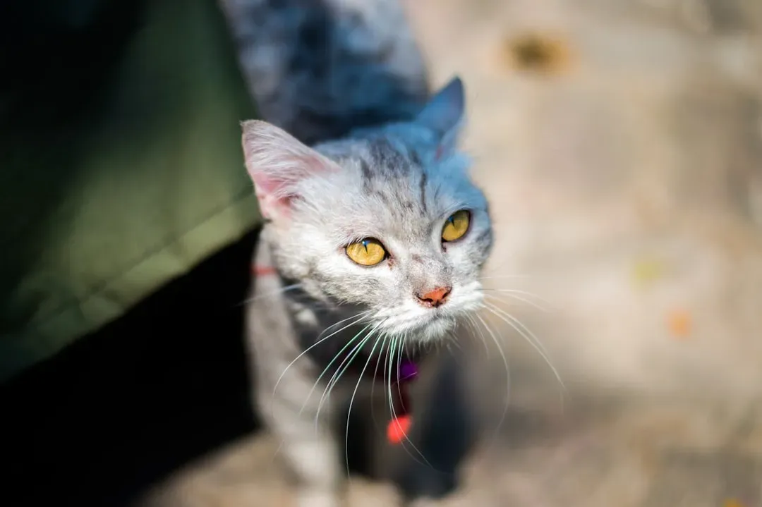 3. Your Cat's Eyes Are Loaded With Far More Rod Cells Than Yours (Image Credits: Unsplash)