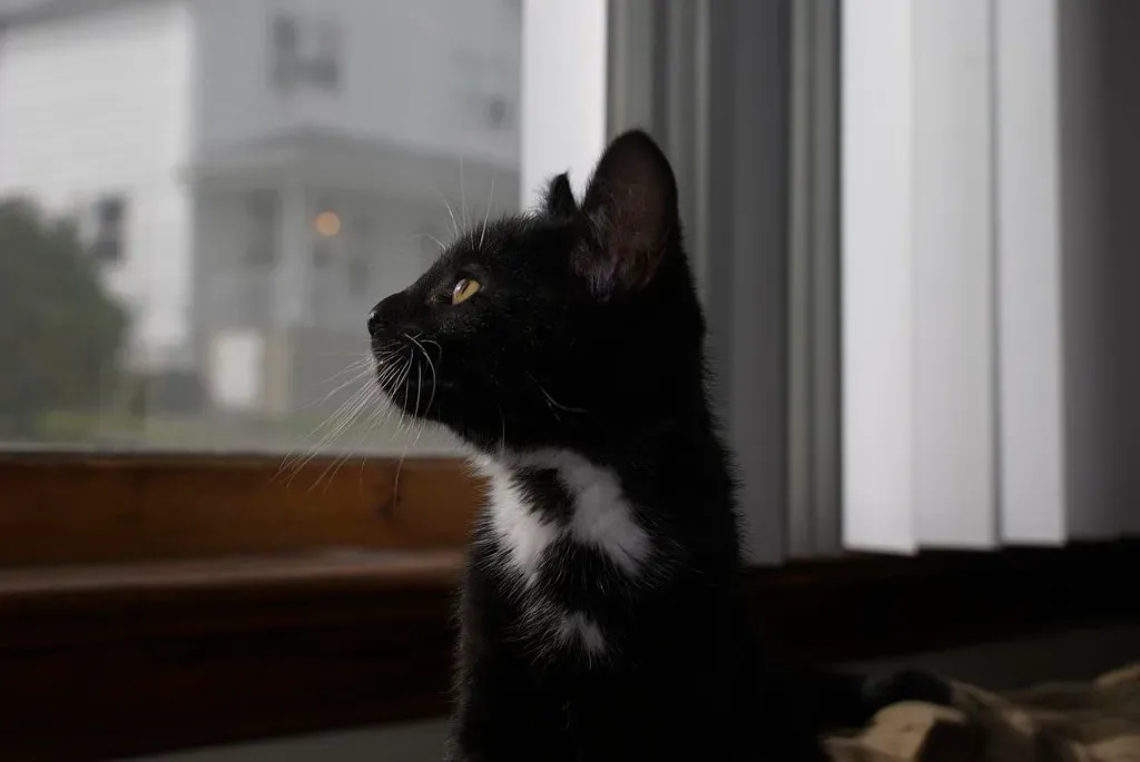 It Mimics the Hunting Experience Safely (Image Credits: Flickr)