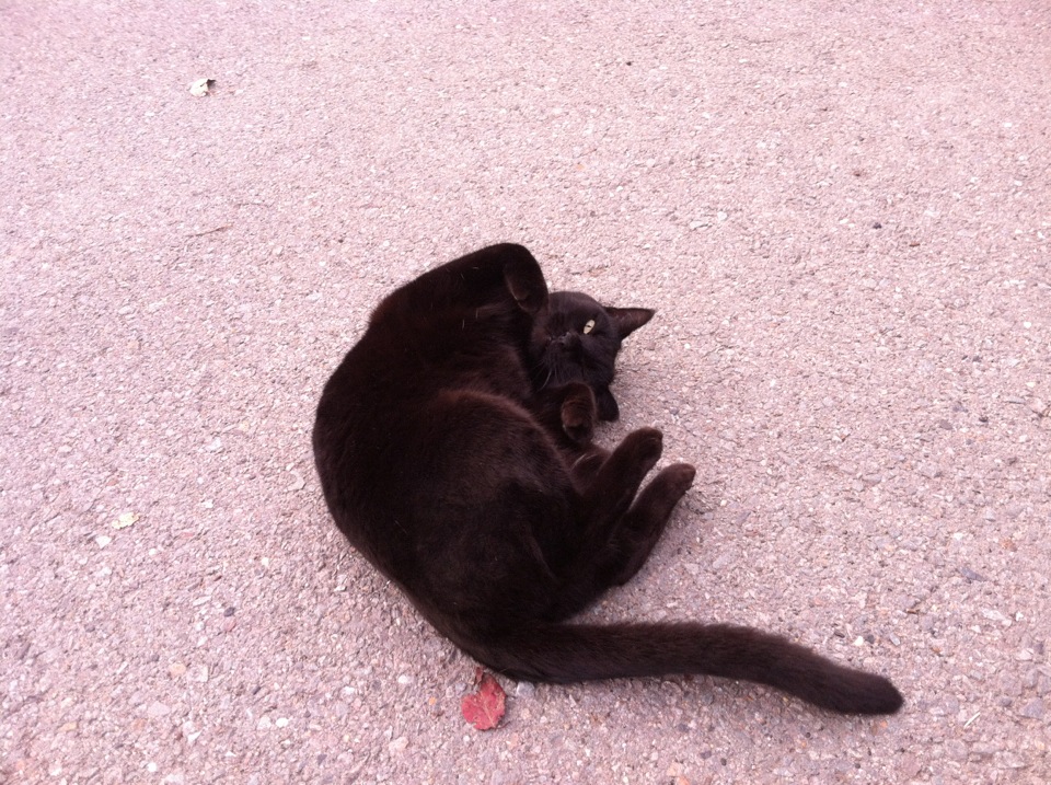 Environmental Factors and Surface Preferences (Image Credits: Wikimedia)