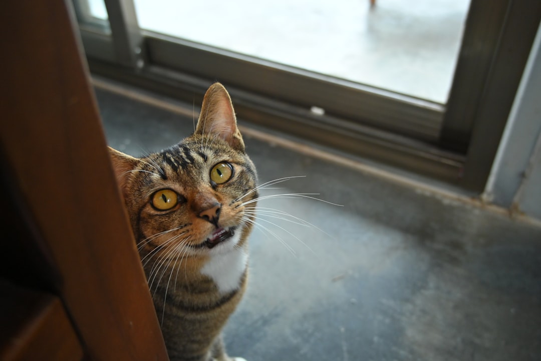 Separation Anxiety and Emotional Support (Image Credits: Unsplash)