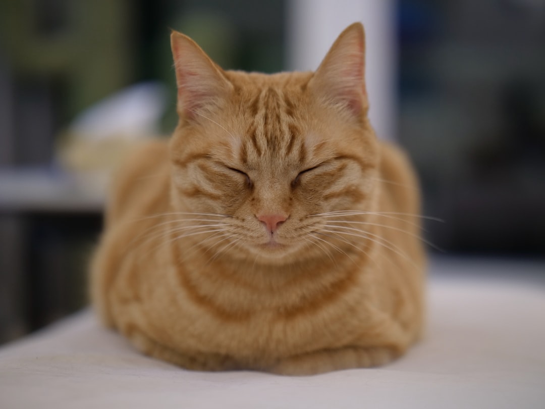 The Loaf Position - Alert Yet Comfortable (Image Credits: Unsplash)