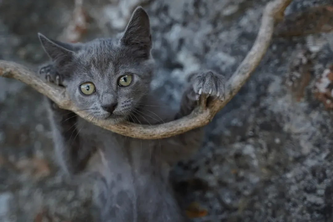 Conclusion: When Your Cat Climbs, They Are Carrying History (Image Credits: Unsplash)