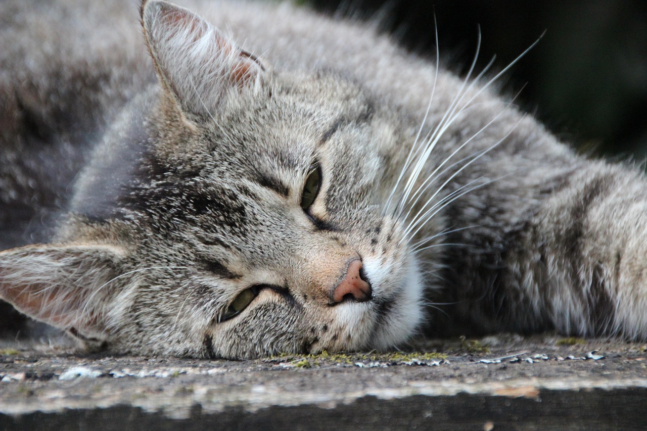 Eyes Half-Open: Light Sleep Mode (Image Credits: Pixabay)