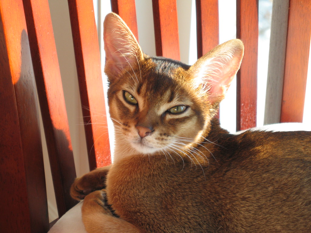 Abyssinian: The Ticked Coat That Glows (Image Credits: Flickr)