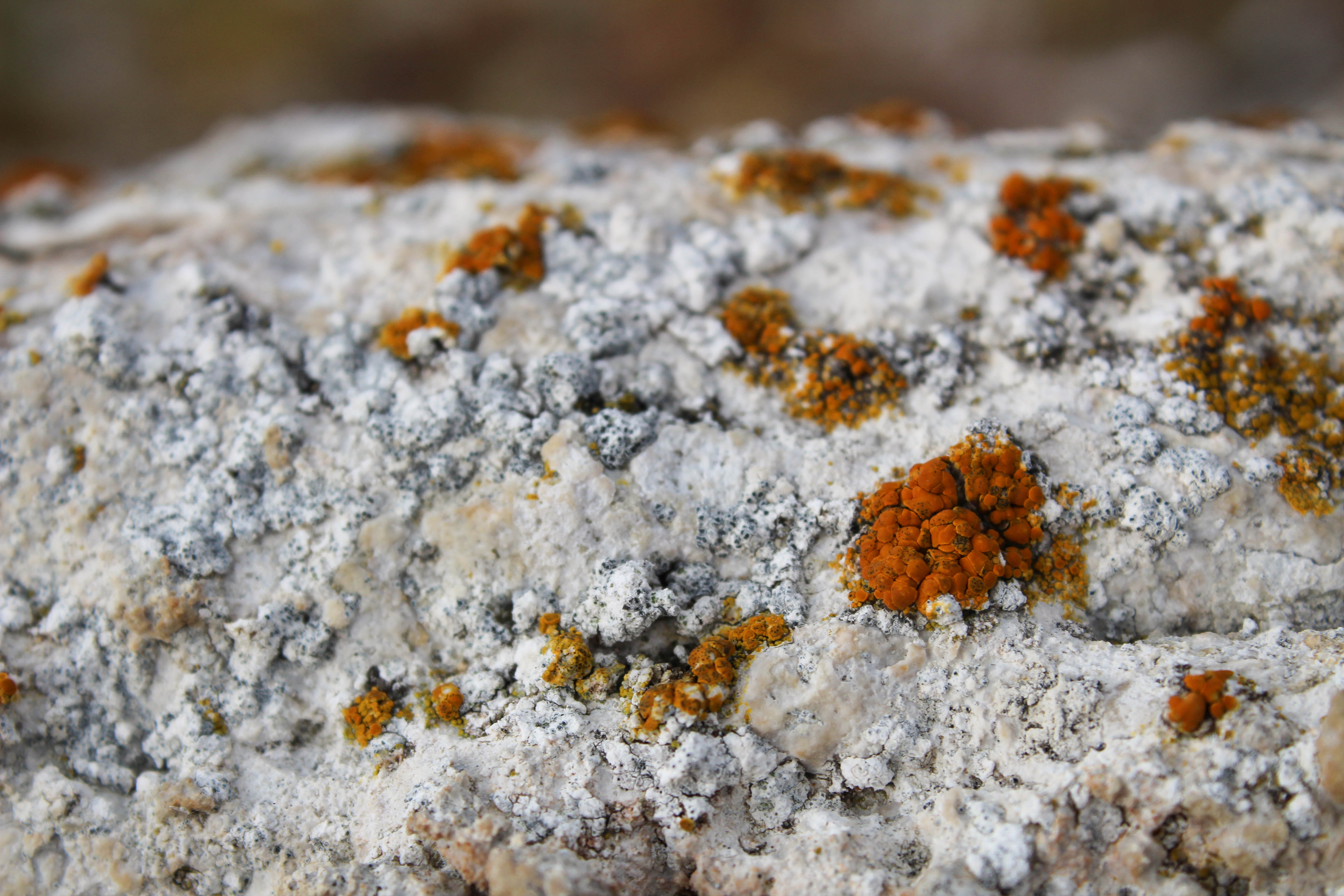 The Mysterious Survival of Life (Image Credits: Wikimedia)