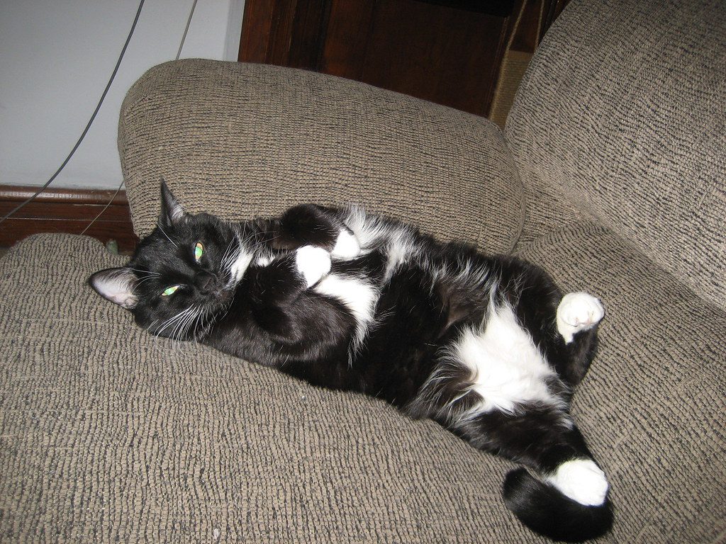 Showing You Their Most Vulnerable Belly (Image Credits: Flickr)