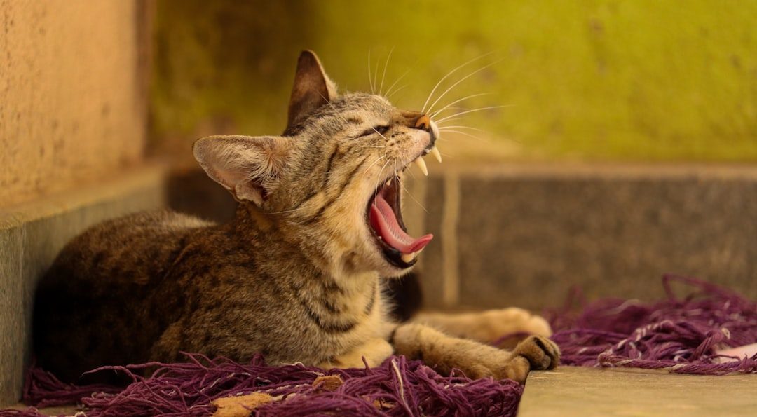 Vocalization: A Language Developed Just for Humans (Image Credits: Unsplash)