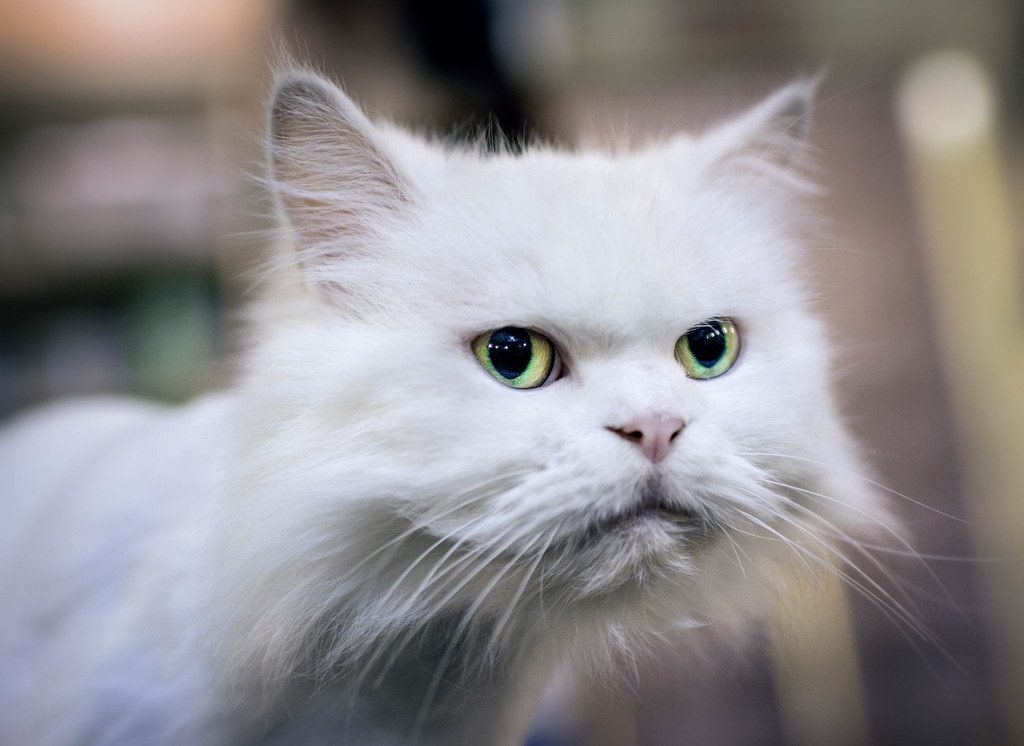 They're Not Being Rude, They're Being Cats (Image Credits: Flickr)