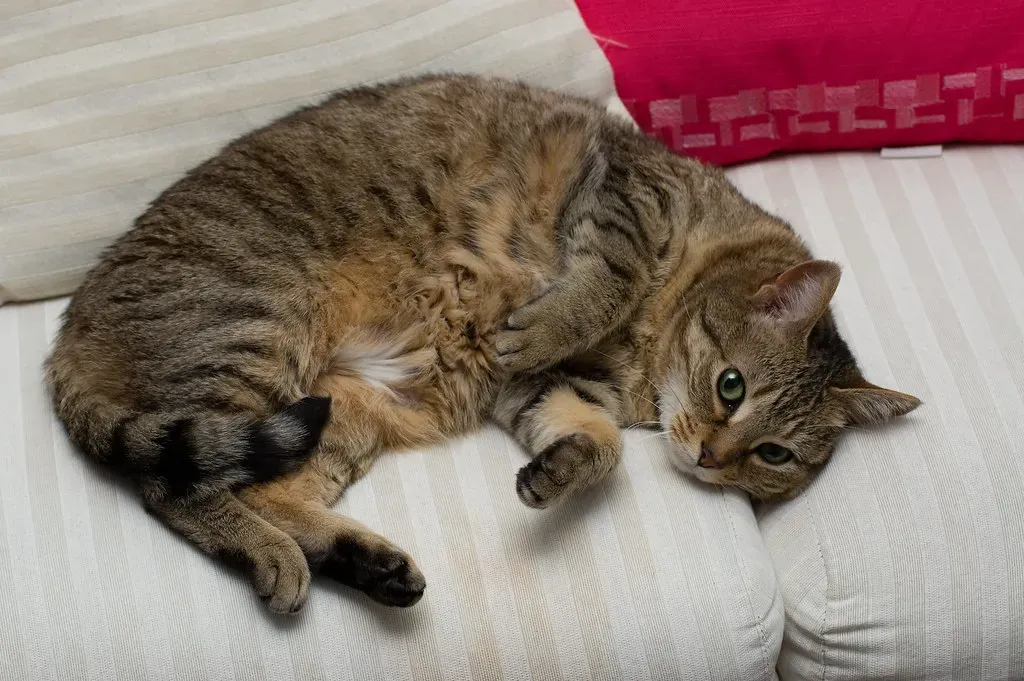 They Display Their Belly to You Without Hesitation (Image Credits: Flickr)