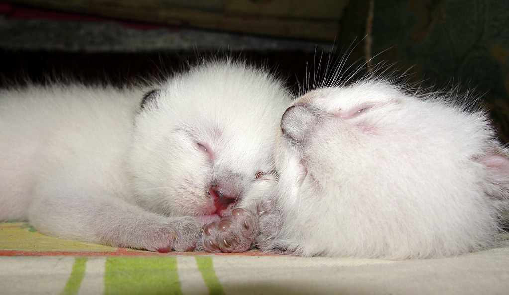 They're Born Completely White and Develop Colors Like Photographs (Image Credits: Flickr)