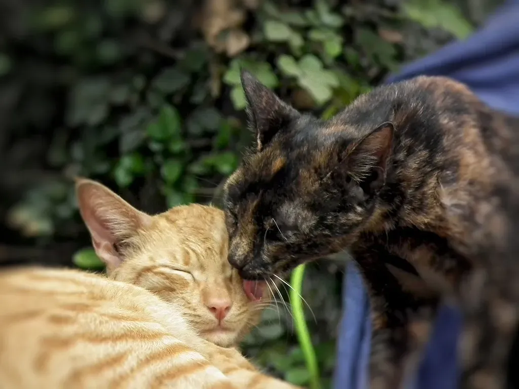 Social Grooming: Building Bonds Through Mutual Care (Image Credits: Flickr)