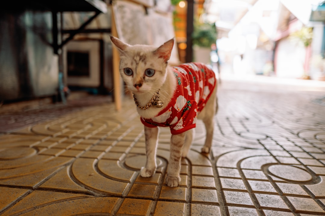 Types of Cat Winter Wear (Image Credits: Unsplash)