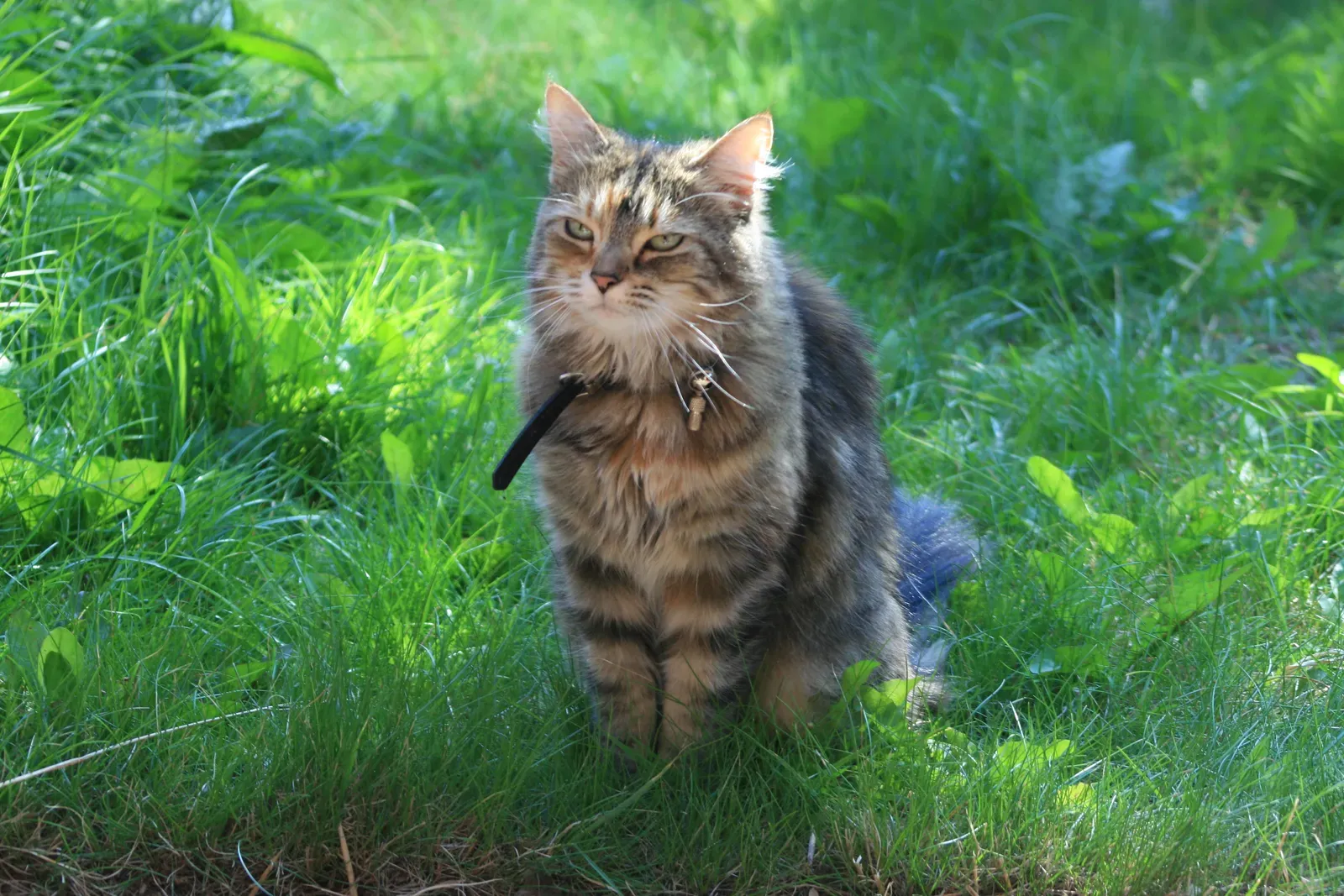 #5 - Half-Closed "Dreamy" Eyes Before a Content Purr (Hot cat, CC BY 2.0)