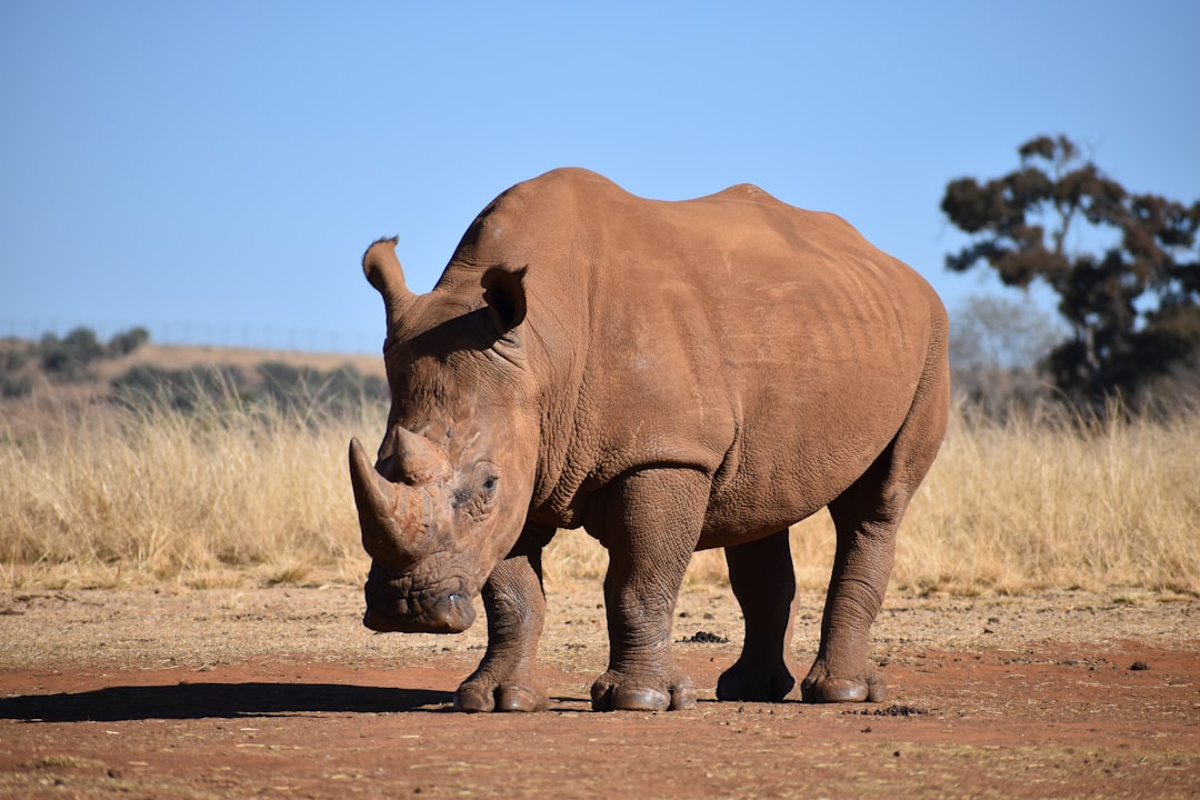 Rhinoceros: Nature's Living Tank (Image Credits: Unsplash)