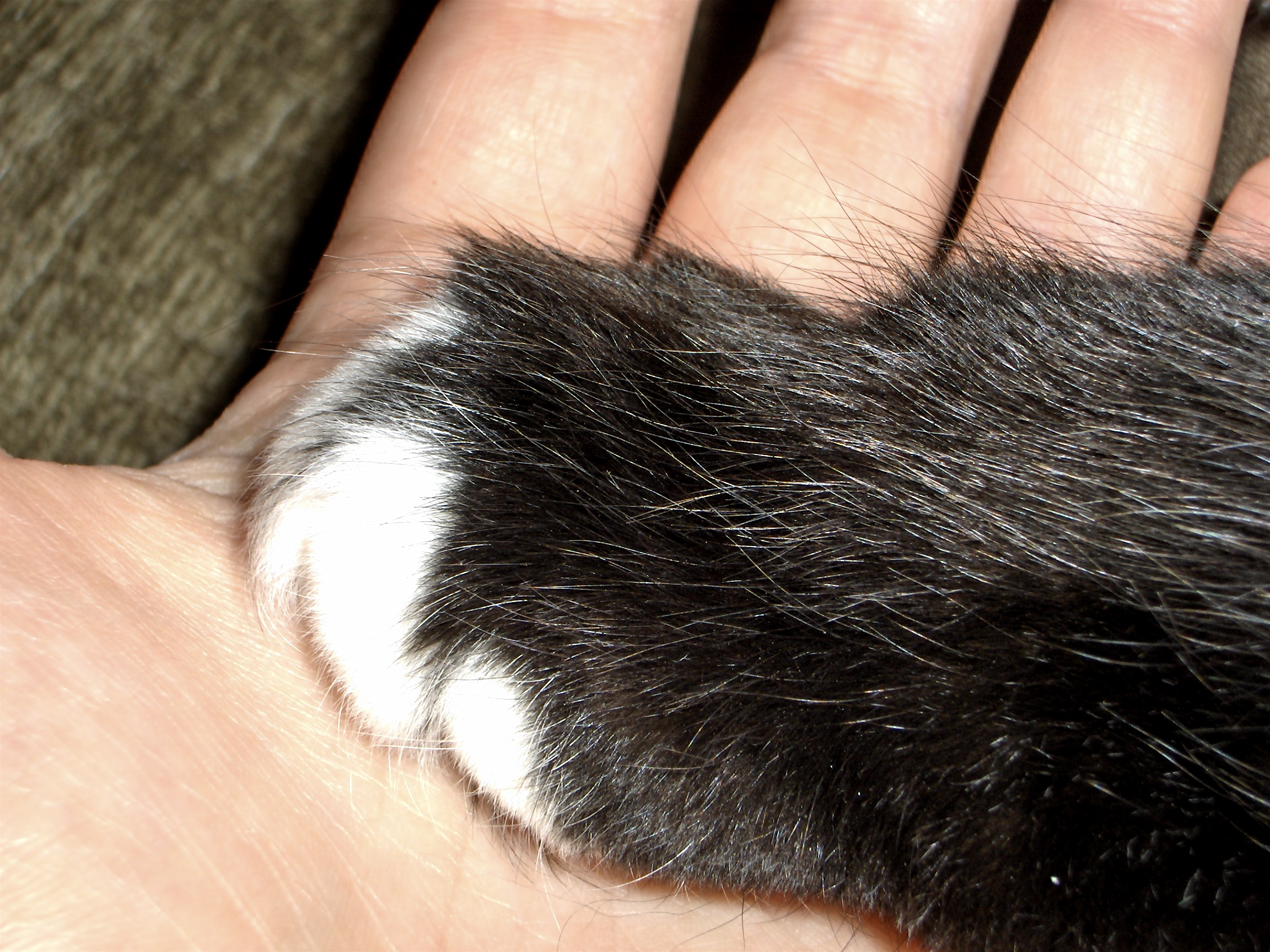 The Process Is Gentle and Peaceful (Image Credits: Wikimedia)