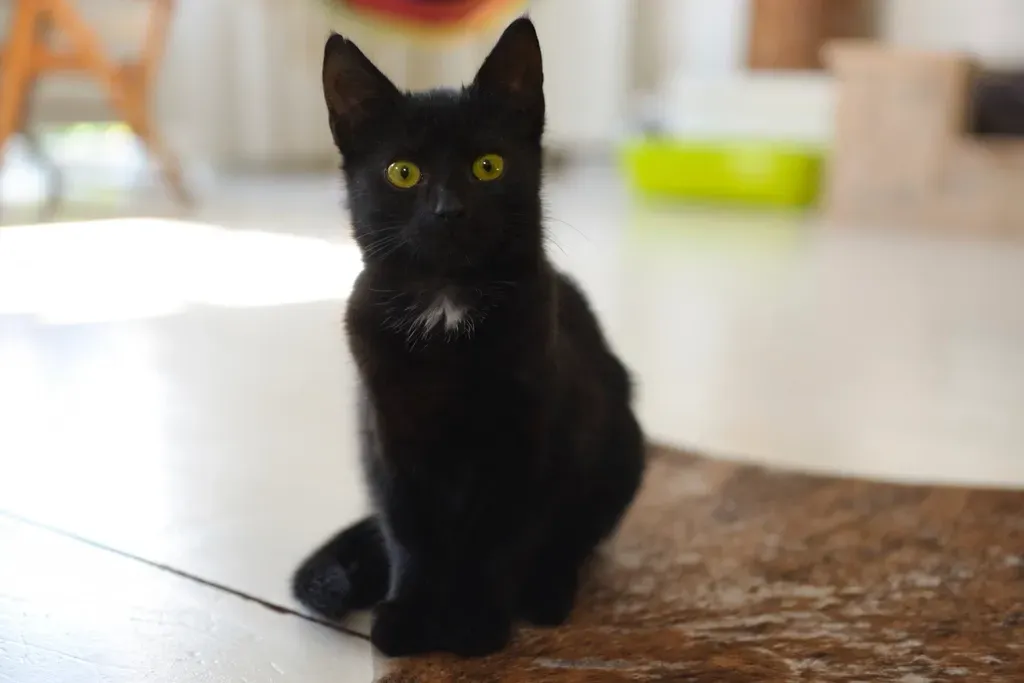 Curiosity Is Driving Their Detective Instincts (Image Credits: Rawpixel)