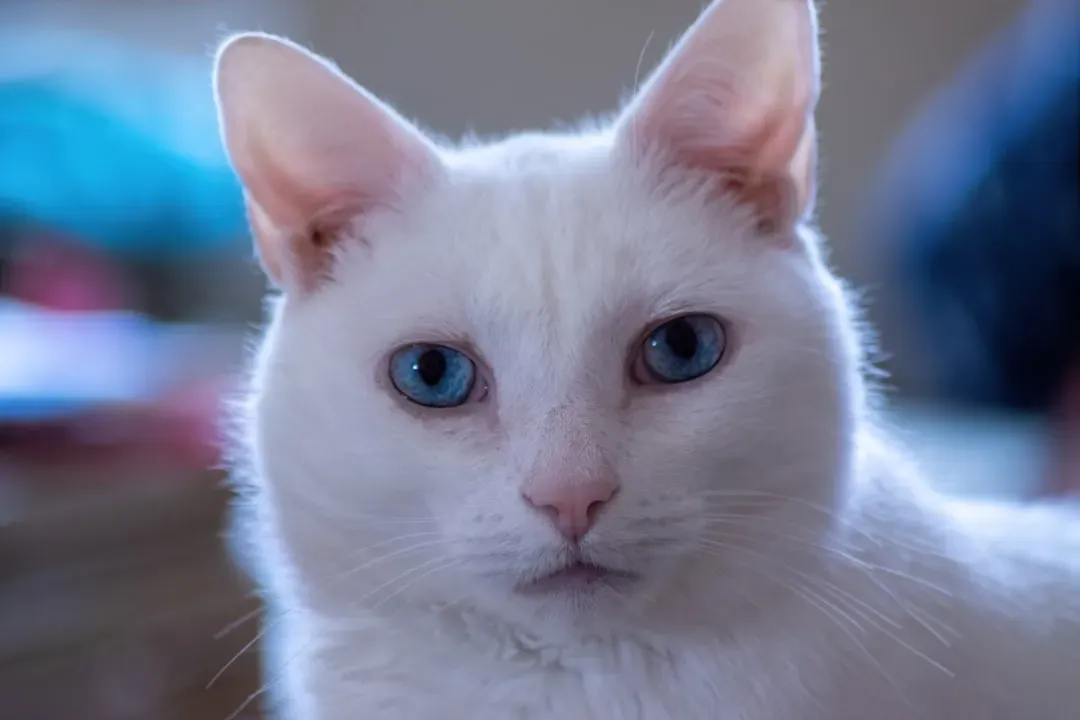 Myth 8: All White Cats With Blue Eyes Are Deaf (Image Credits: Unsplash)