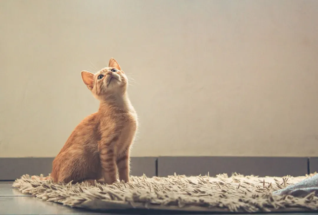 #1 - The Smell of That First Home Never Fully Fades (Image Credits: Unsplash)