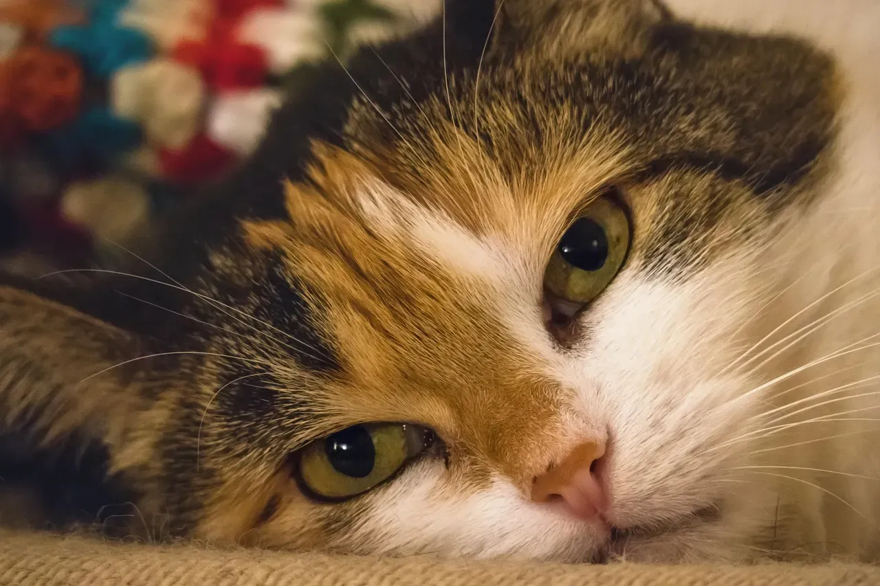 How You Should Respond to Your Cat's Stare (Image Credits: Pixabay)
