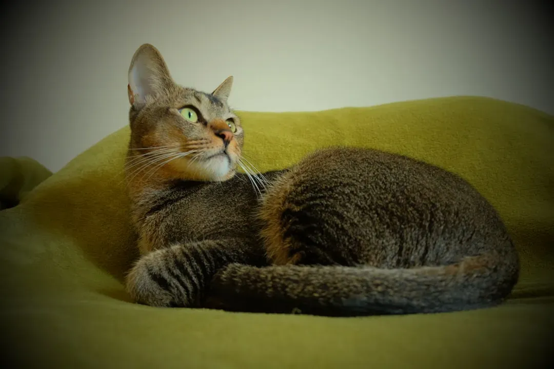 6. Abyssinian: The Intense Explorer (Image Credits: Unsplash)