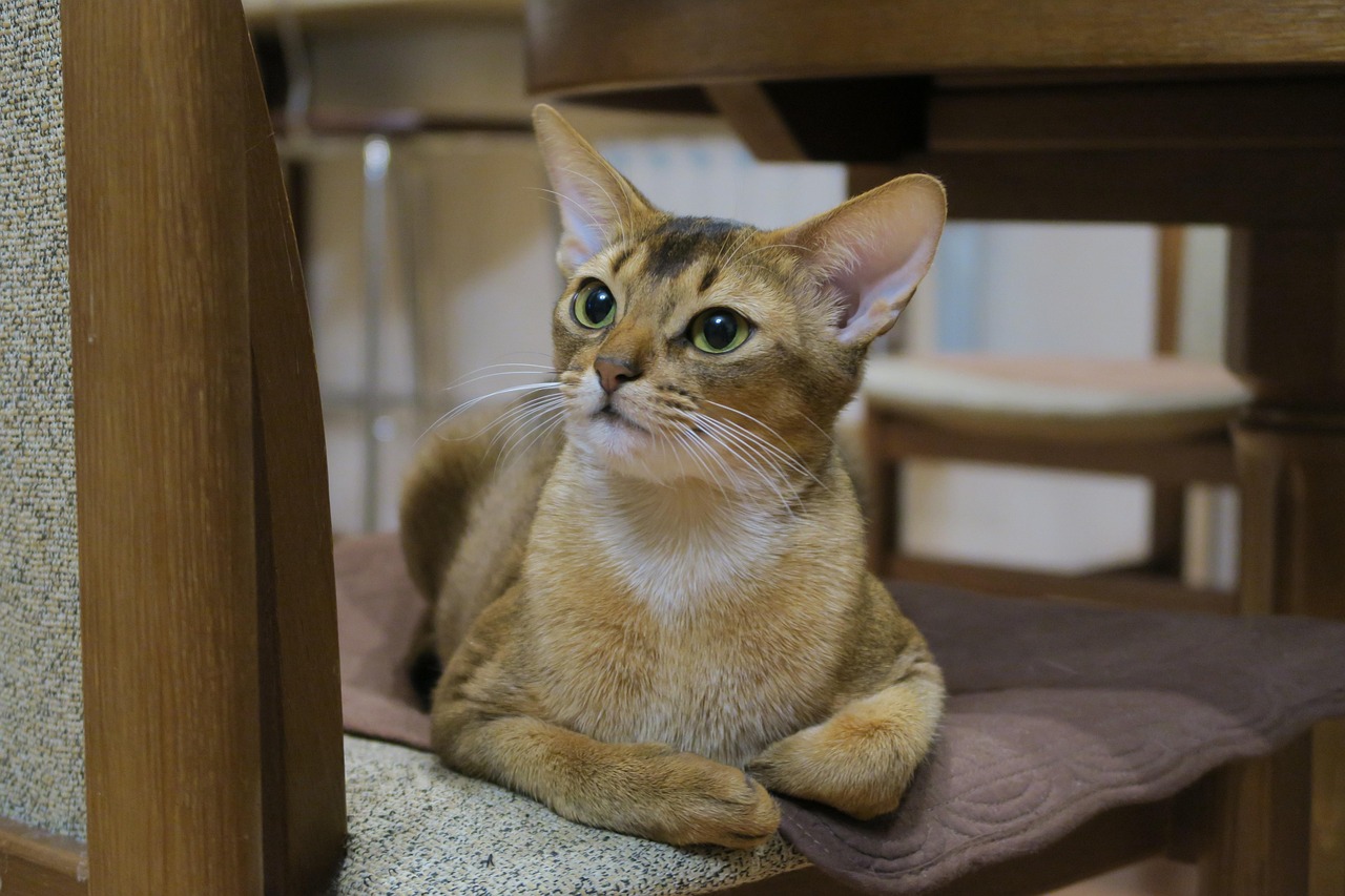 Abyssinian Cats: The High-Energy Health Risks (Image Credits: Pixabay)
