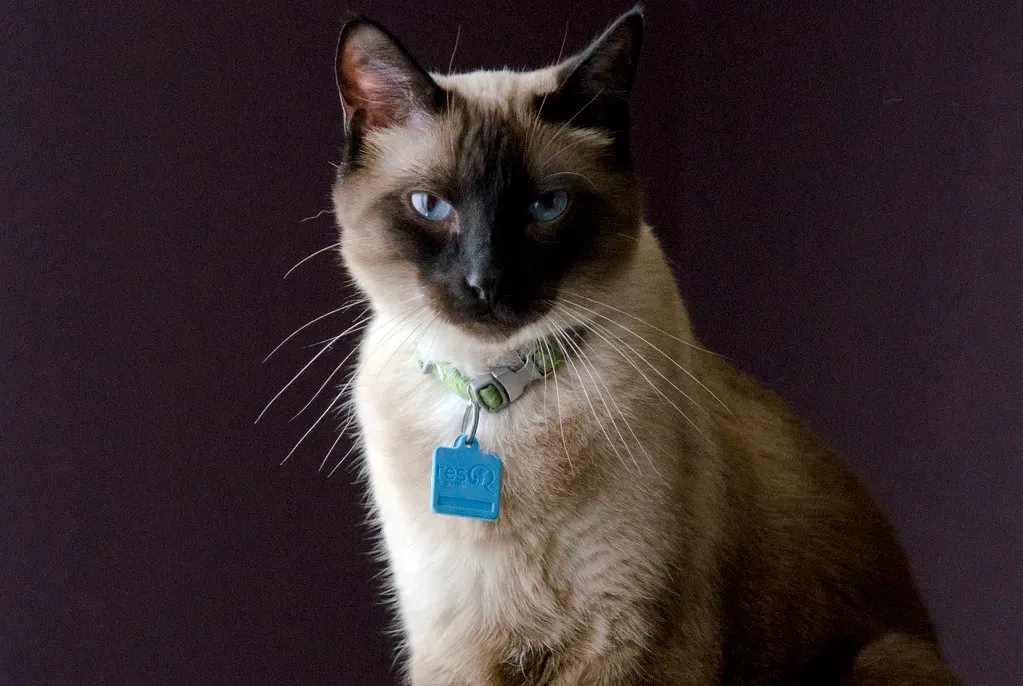 The Siamese: Your Vocal, Fearless Shadow (Image Credits: Flickr)