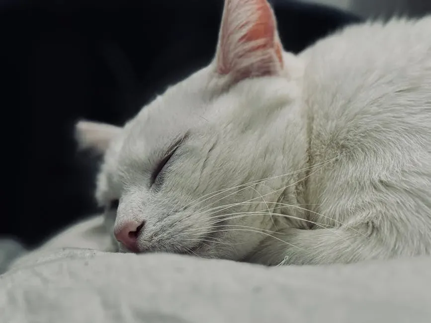 REM Sleep and the Scientific Legacy of the Cat (Image Credits: Pexels)