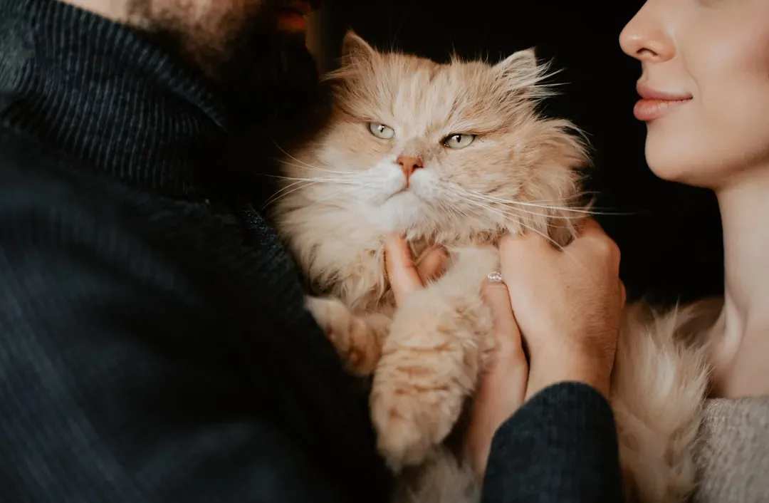Myth 5: Your Cat Doesn't Understand or Care About Your Emotions (Image Credits: Unsplash)