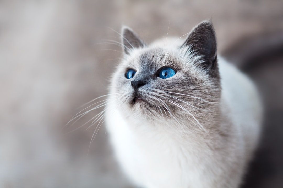 Myth: Cats Can't Be Trained (Image Credits: Unsplash)