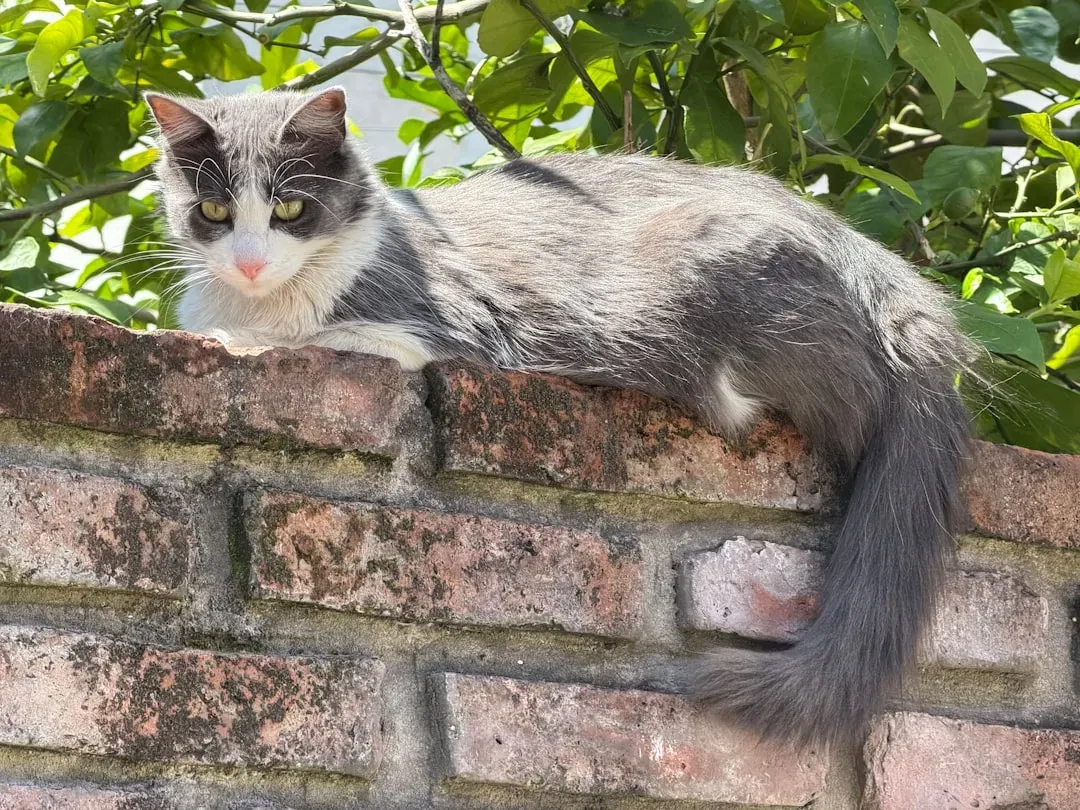 When the Tail Drops Low or Tucks Under (Image Credits: Unsplash)