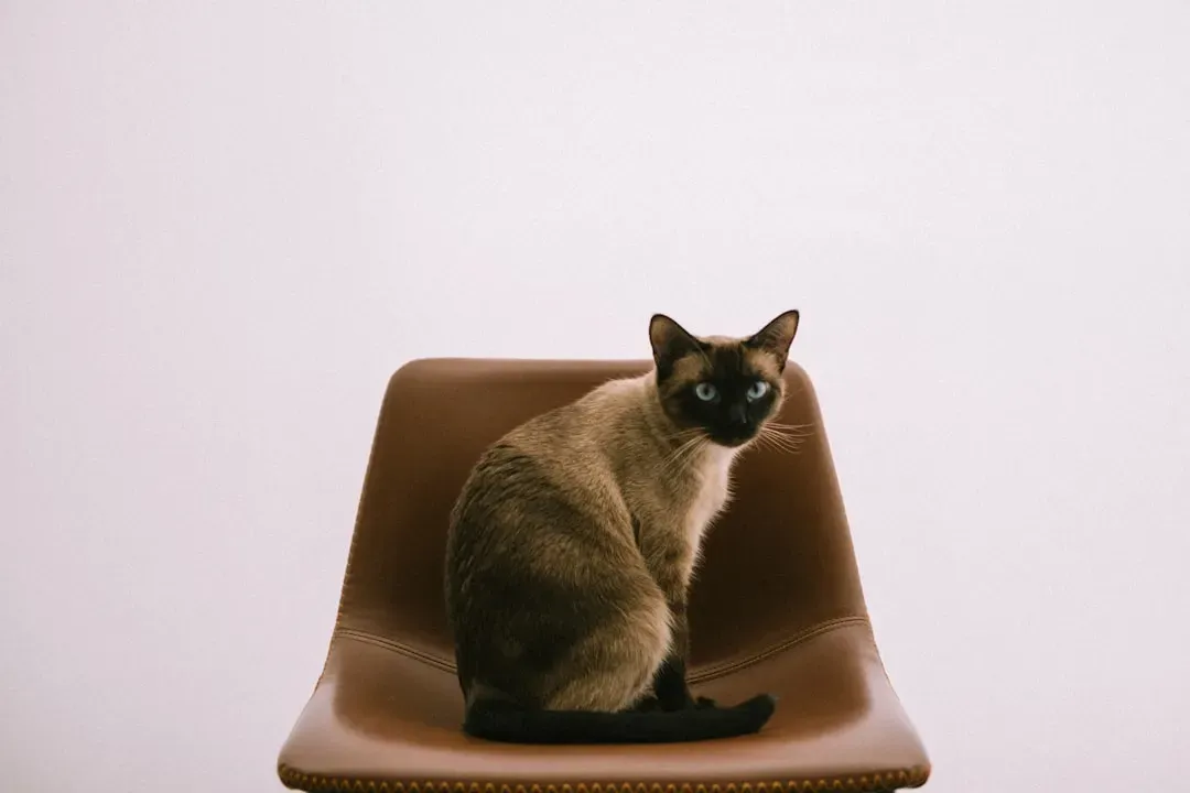 Any Chair You Just Vacated (Image Credits: Unsplash)