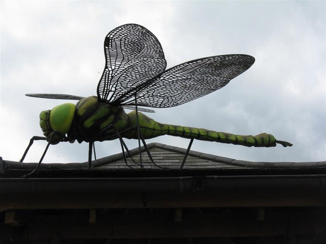 The Carboniferous Giants: When Dragonflies Ruled the Skies (Image Credits: Wikimedia)