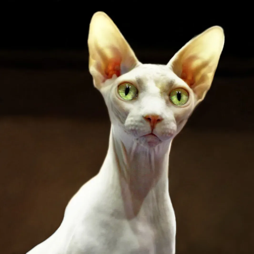 Sphynx: The Hairless Comedian (Image Credits: Wikimedia)
