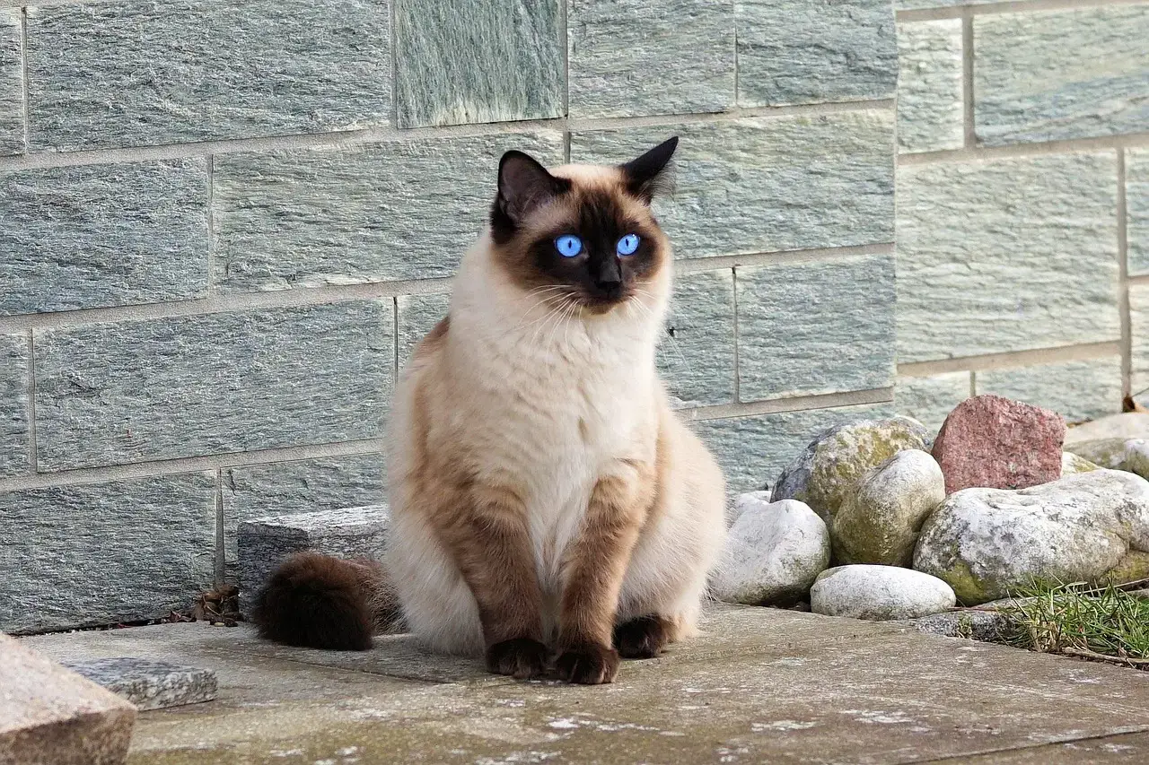 Siamese Cats: Vocal, Demanding, and Health-Prone (Image Credits: Pixabay)