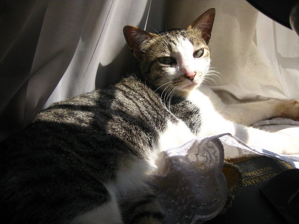 6. Bringing You Gifts (Image Credits: Flickr)