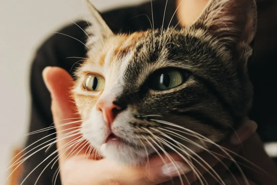 The Science Behind Your Cat's Emotional Radar (Image Credits: Unsplash)