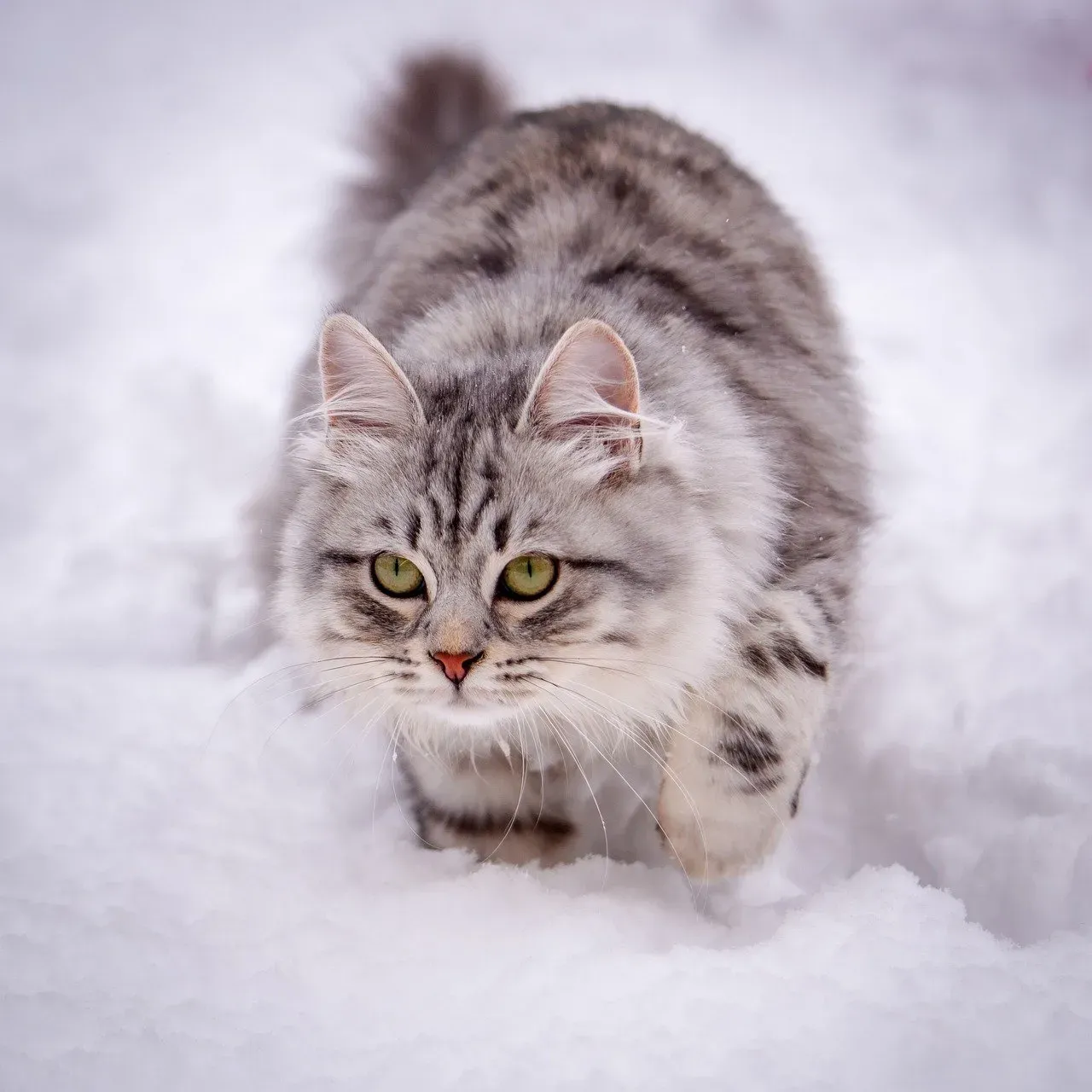 The Impact of Personality and Environment (Image Credits: Pixabay)