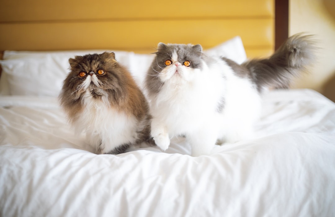 The Morning Ritual: Your Persian's Gentle Wake-Up Call (Image Credits: Unsplash)