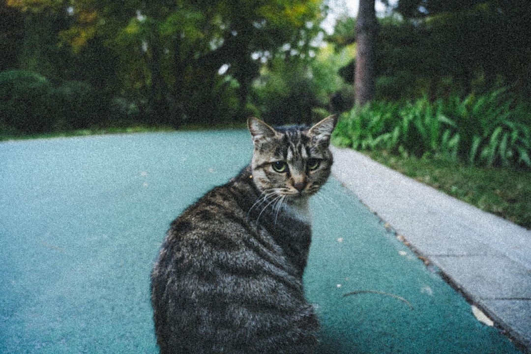 They Combat Loneliness and Social Isolation (Image Credits: Unsplash)