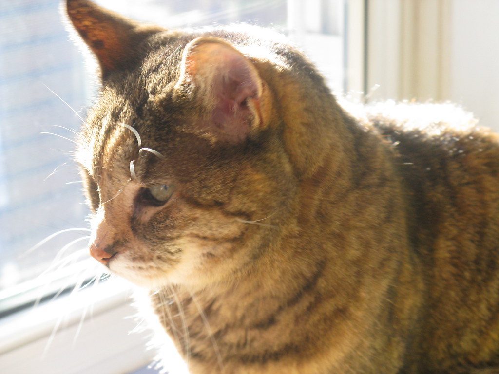 Truth 3: Cognitive Dysfunction Is Real and Affects Many Older Cats (Image Credits: Flickr)