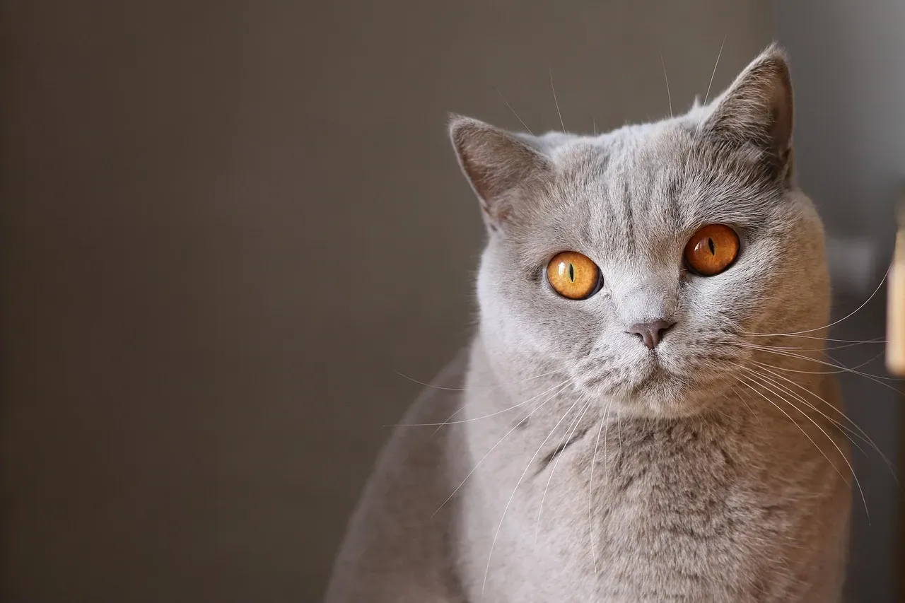 Conclusion: Pay Attention When Your Cat Does (Image Credits: Pixabay)