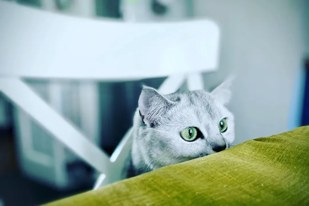 They Feel Vulnerable and Want Protection (Image Credits: Unsplash)